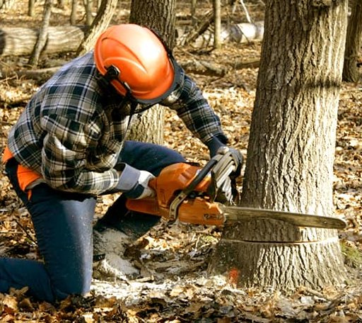 Tree Removal in Sylvia, KS
